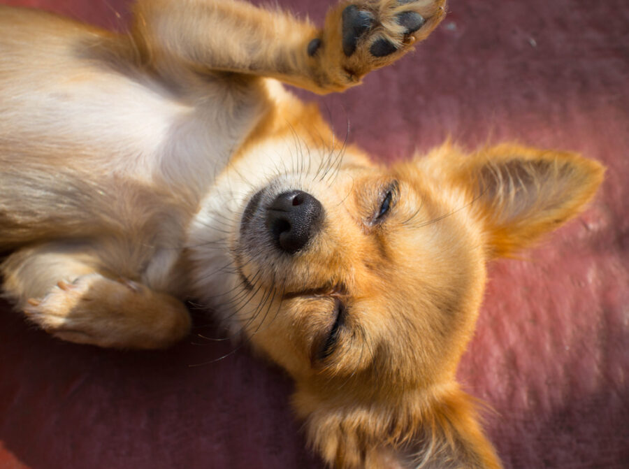 Echinacea for dog's immune system