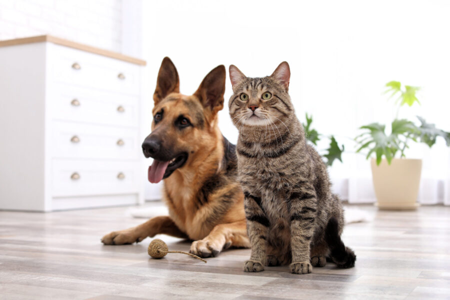 emergency preparedness for dogs and cats