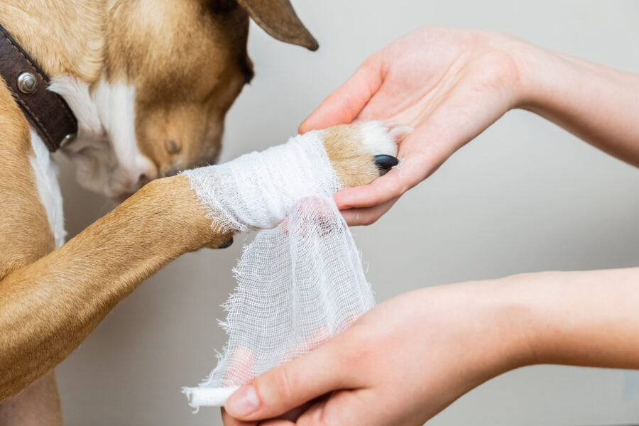 Owner bandaging a dogs paw wound at home.