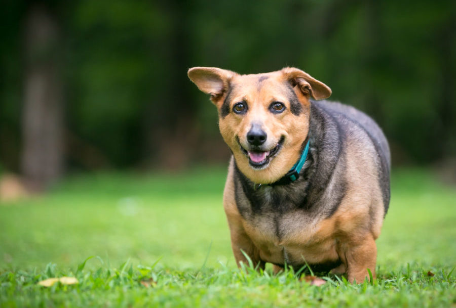 obesity and canine otitis externa