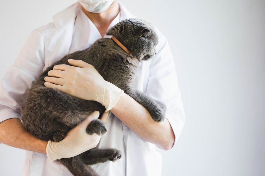 Integrative Approach to Feline Kidney Disease