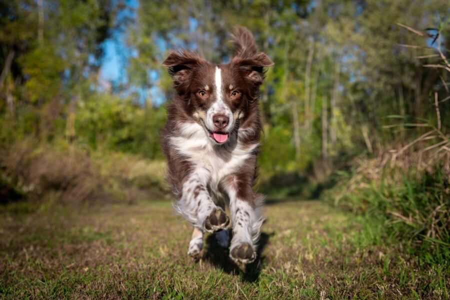 keeping dogs safe in extreme heat