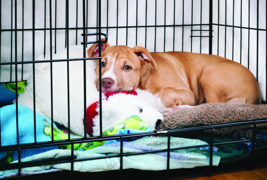 A relaxed dog resting comfortably in a well-organized crate, showcasing a peaceful crate environment.