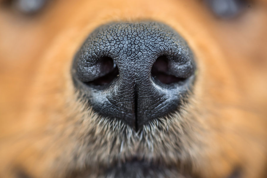 CO2 laser for removing nasopharyngeal tumor in canine patients