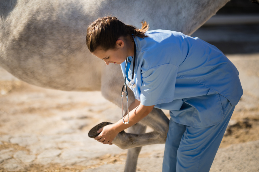 Veterinary science certificate