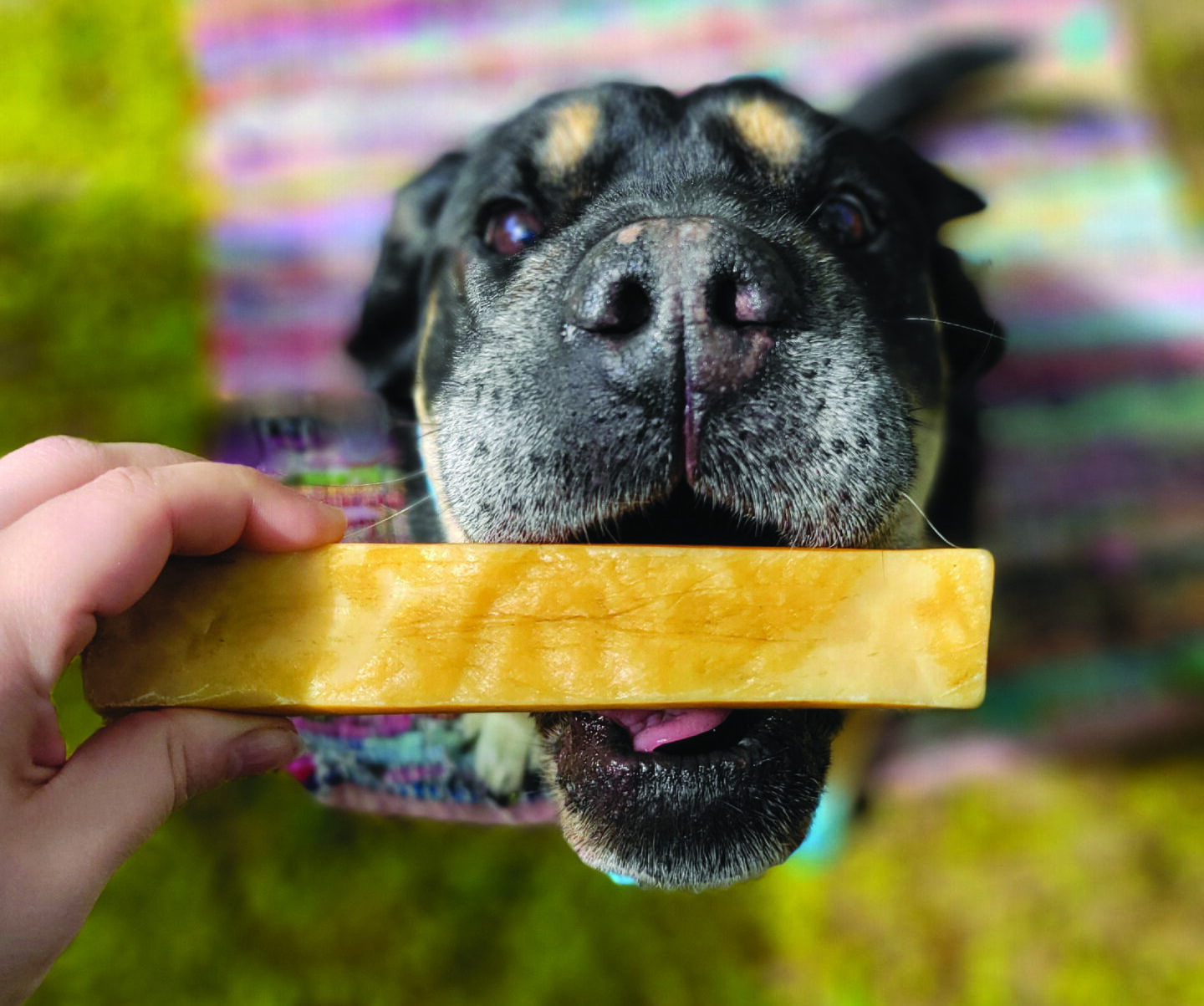 yak cheese for dogs