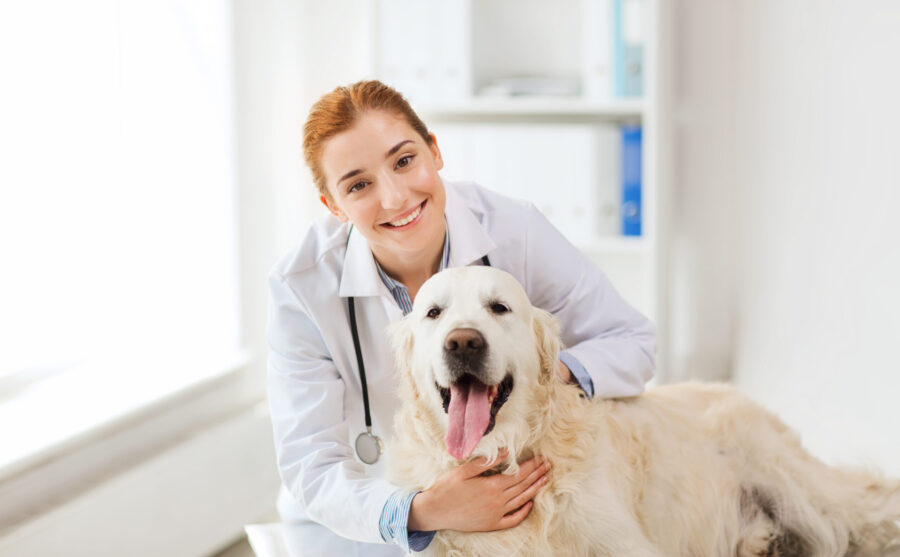 Veterinary behaviorist consulting with a dog owner, discussing strategies to address canine behavior problems in a comfortable office setting