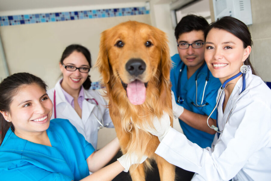 veterinary professional associate