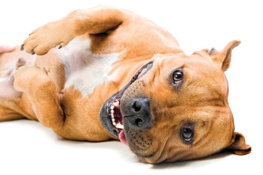 hemp oil for seizures in dogs
