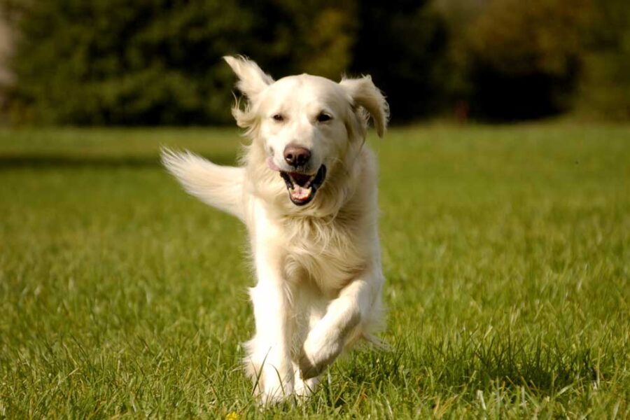 green lipped mussel extract for dogs