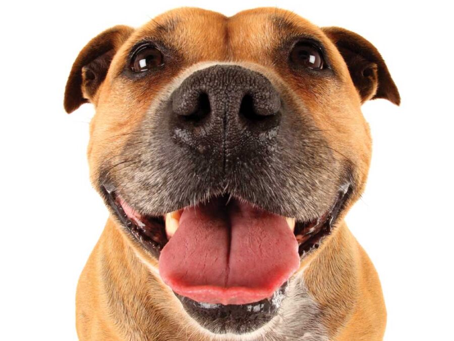 bee propolis for dogs