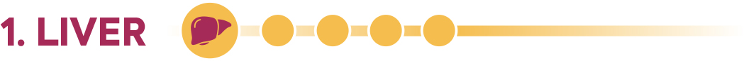 1. LIVER