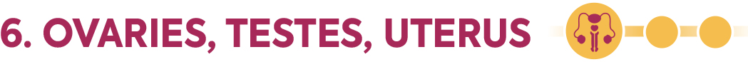 6. OVARIES, TESTES, UTERUS