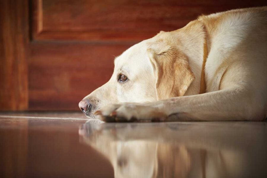 natural pain relief for dogs