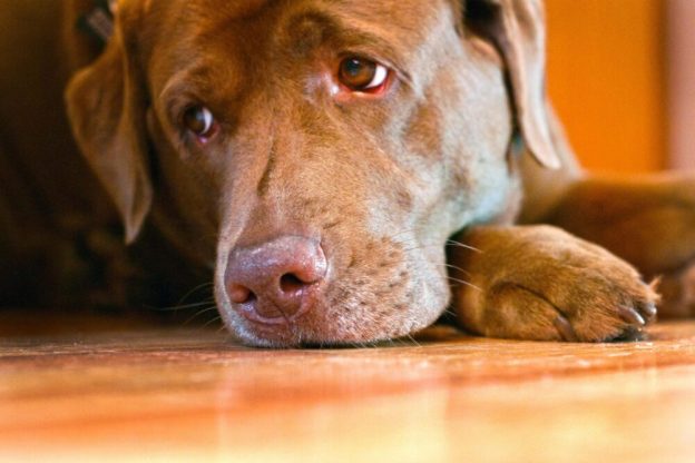 Sad looking dog