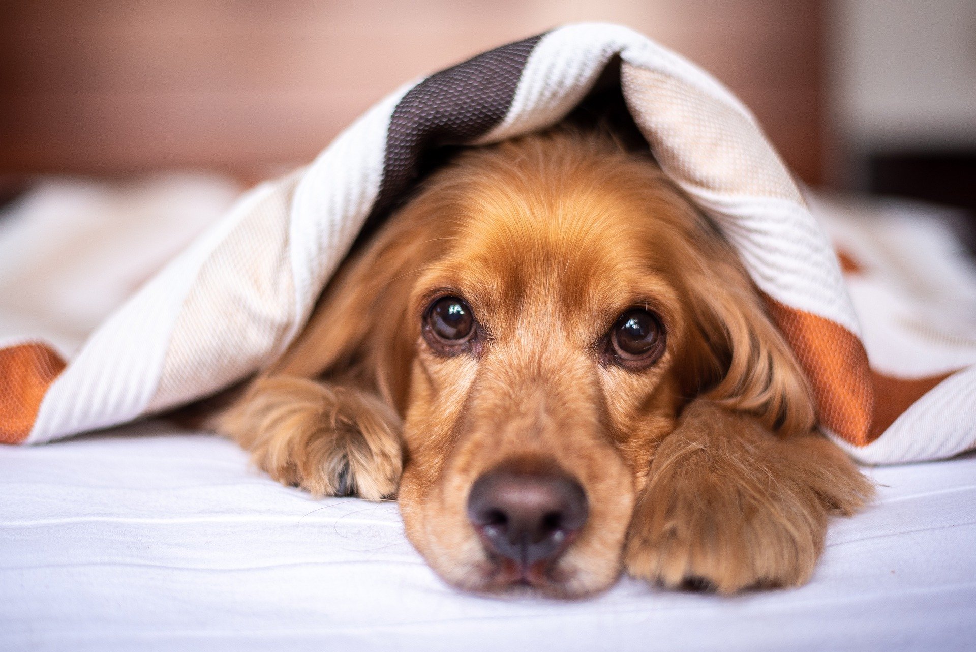 Understanding Emotional Stress in Dogs