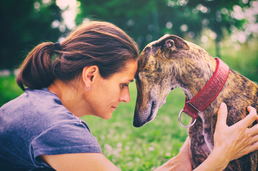 rehabilitation therapy and canine sports medicine