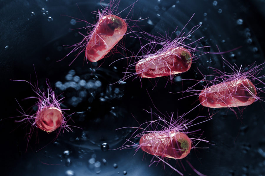 EF and E. coli synergism in dogs