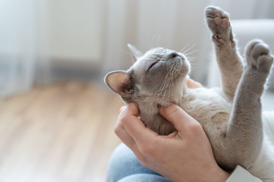 Top 7 Ways Cats Show Affection