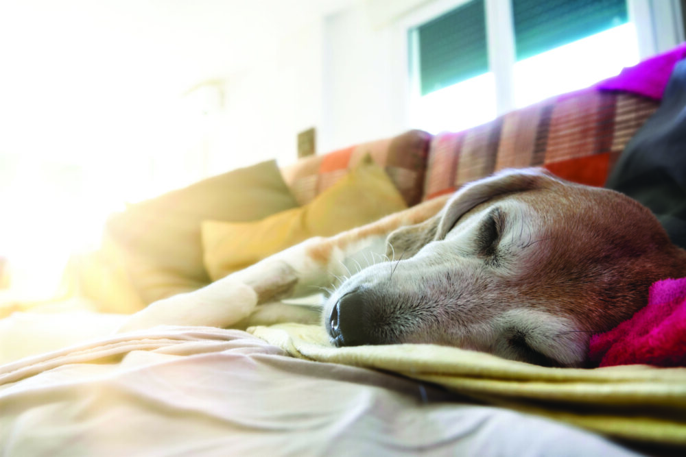 How to improve senior dog health and well-being