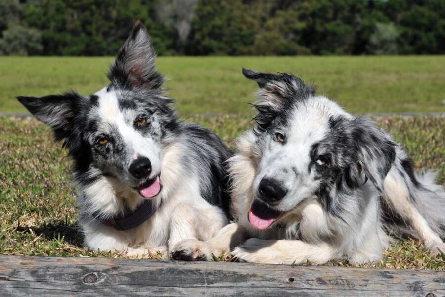 natural approaches to treating ear infections in dogs