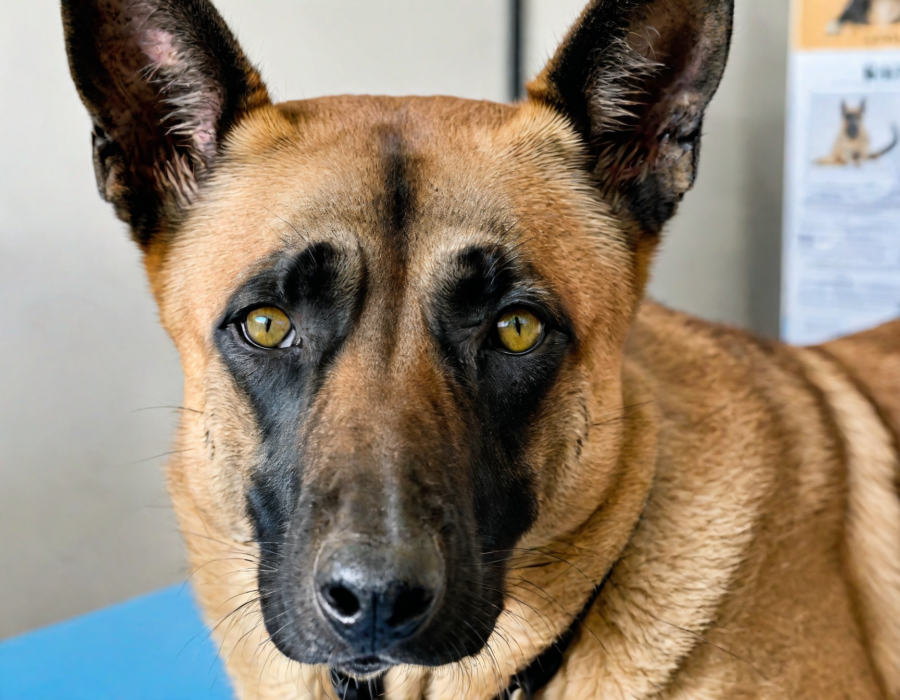 integrative therapies in canine orthopedics
