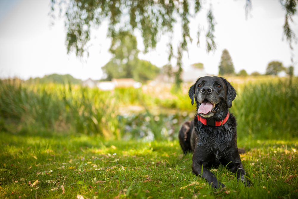 dog coat health