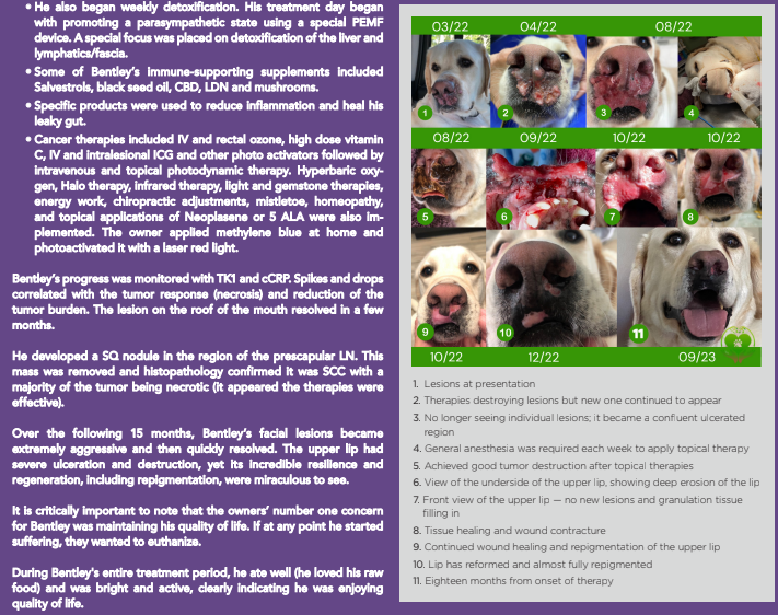 Integrative approach to animal oral cancer treatment