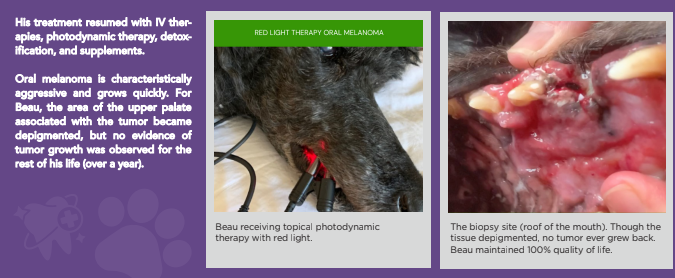 Integrative approach to animal oral cancer treatment