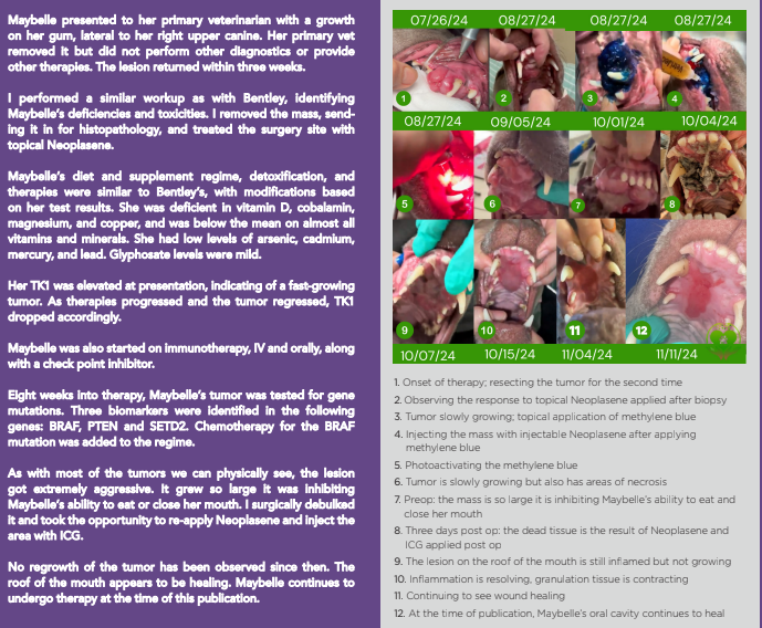 Integrative approach to animal oral cancer treatment