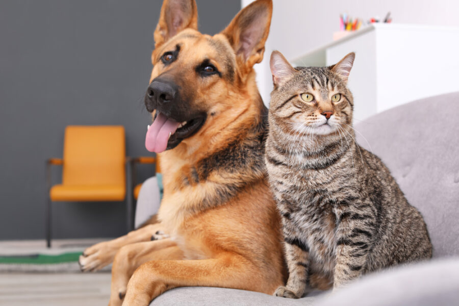 The Importance of Your Dog and Cat’s Gut Health Microbiome