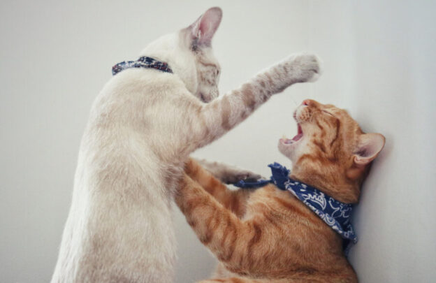 Aggression in Cats