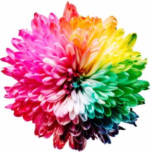 Profile photo of Tonya K. Tolmie Lowther